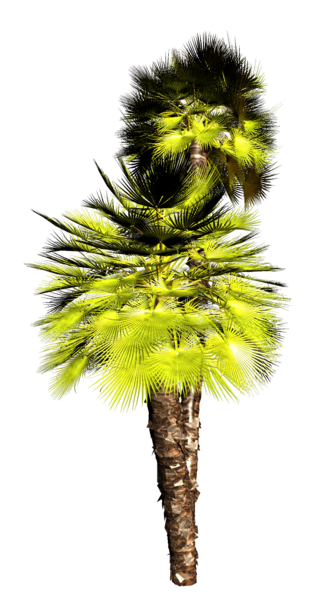 palms_png_18nespf.png