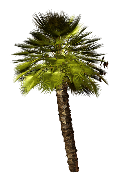 palms_png_22sts4r.png
