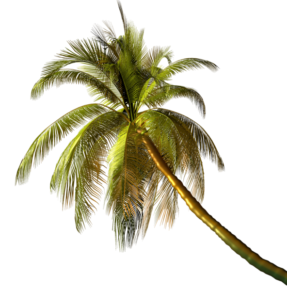 palms_png_2bwia8.png