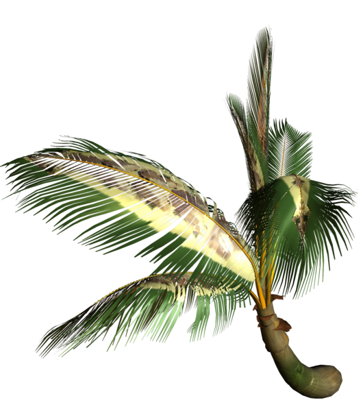 palms_png_6icdls.png