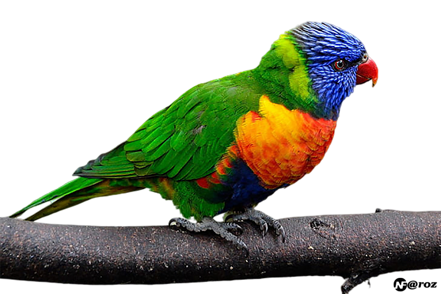 Papağan PNG - Parrot PNG