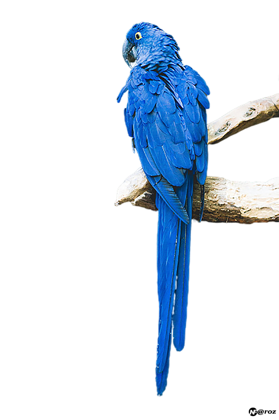 Papağan PNG - Parrot PNG