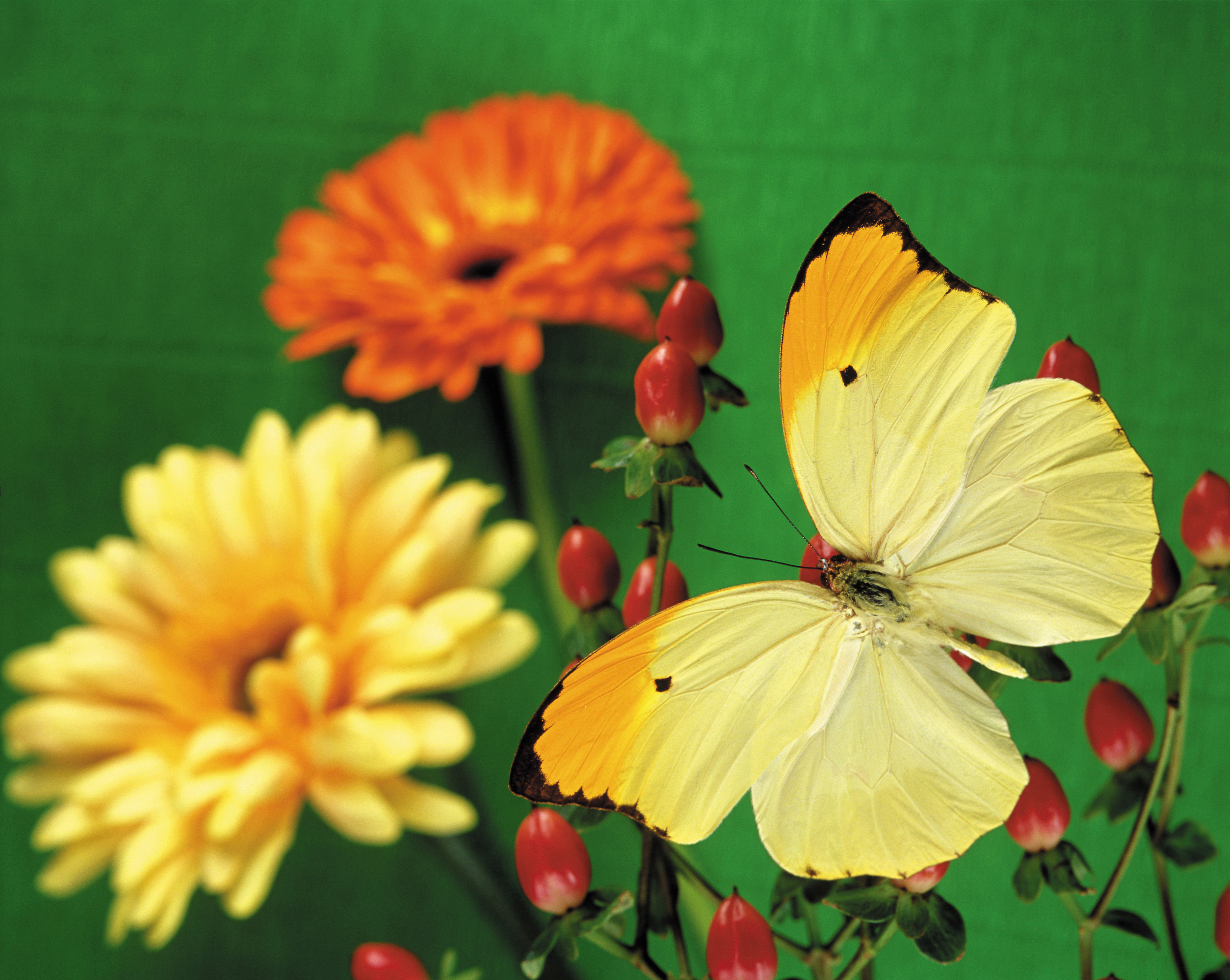 Красивые бабочки на цветах. Бабочка капустница желтая. Бабочка лимонница крушинница. Бабочка копустница жёлтая. Бабочка на цветке.