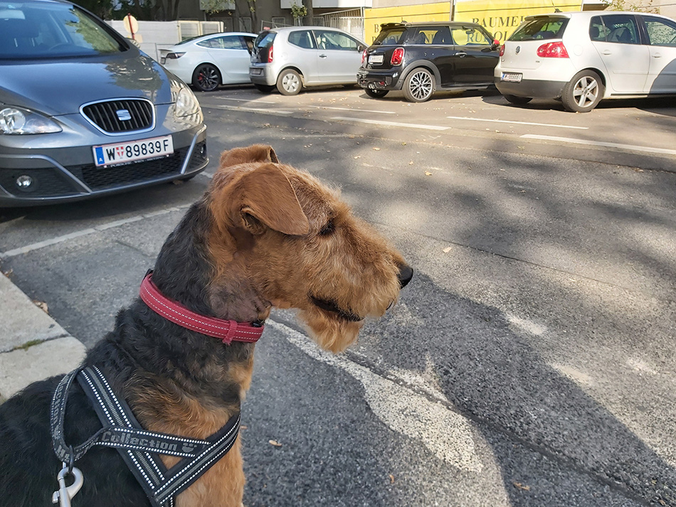 Airedale Terrier Zucht in Wien 
