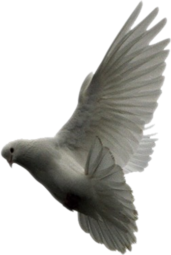 pigeon-png-125xwr31.png