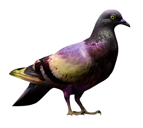 pigeon-png-130liqqx.png