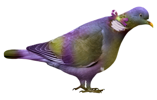 pigeon-png-131iyr5g.png