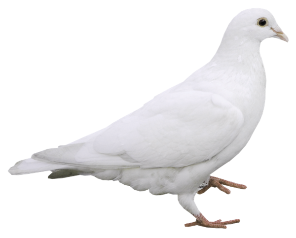 pigeon-png-155vxohx.png