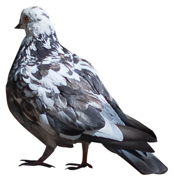 pigeon-png-159f2q87.png