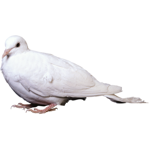 pigeon-png-187vpr4d.png