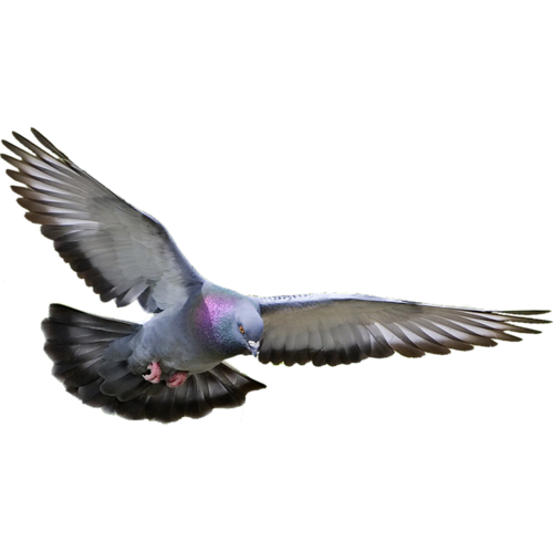 pigeon-png-219ngqdr.png