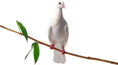 pigeon-png-245qjrb5.png