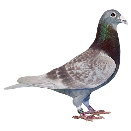 pigeon-png-269xrsn.png