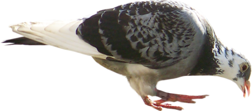 pigeon-png-291lno5s.png