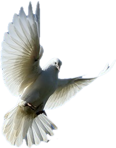 pigeon-png-2ger33.png