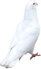 pigeon-png-485pzk.png