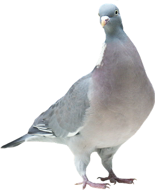 pigeon-png-56q5qcc.png