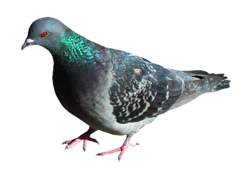 pigeon-png-8306q5b.png