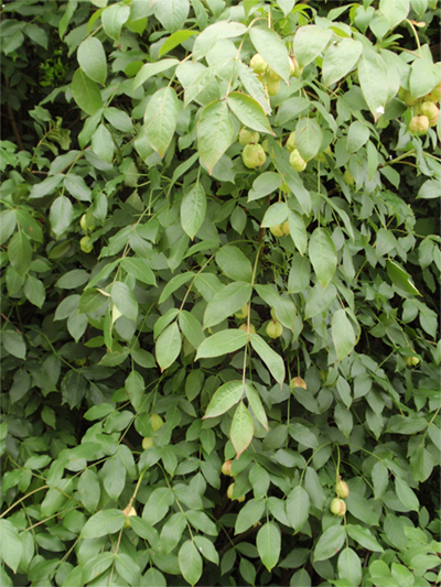 PIMPERNUSS - gewöhnliche (Staphylea pinnata) Pimpernuss1newj2spj