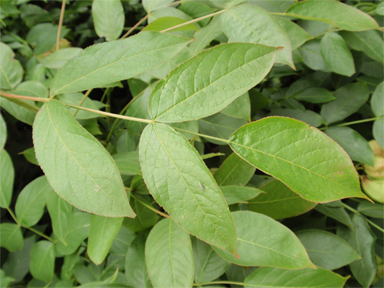 PIMPERNUSS - gewöhnliche (Staphylea pinnata) Pimpernuss6newtgs5c