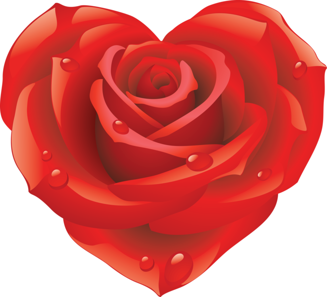 png_rose_png_gul_14_ktuin.png