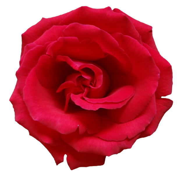 png_rose_png_gul_7_tys8z.png