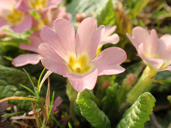 SCHLÜSSELBLUME (Primula) Primelwi2newnpqde