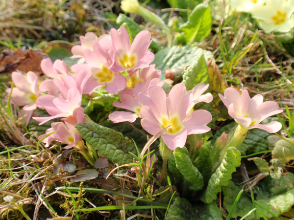 SCHLÜSSELBLUME (Primula) Primelwi4newq7pji