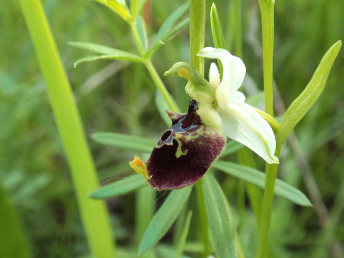 RAGWURZ (Ophrys) Ragwhummel10newstoub