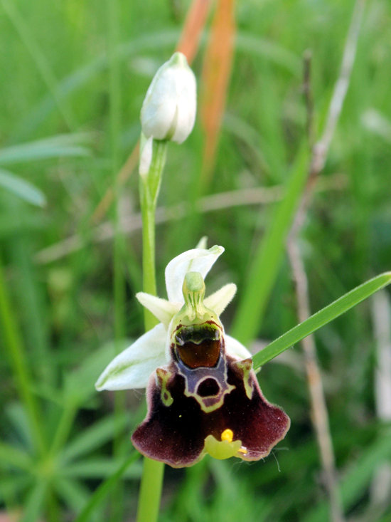 RAGWURZ (Ophrys) Ragwhummel11newpnpq6
