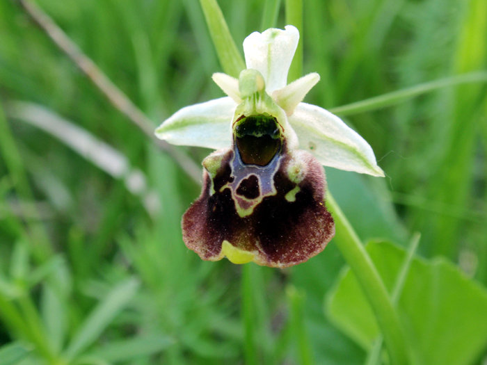 RAGWURZ (Ophrys) Ragwhummel12new7zpd2