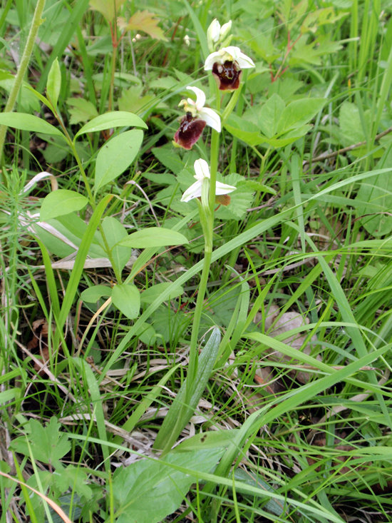 RAGWURZ (Ophrys) Ragwhummel1newu3o0y