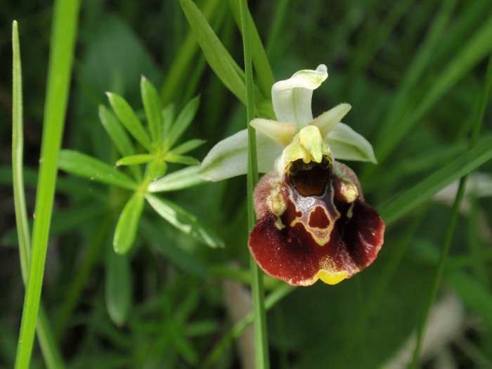 RAGWURZ (Ophrys) Ragwhummel2new4tqz1