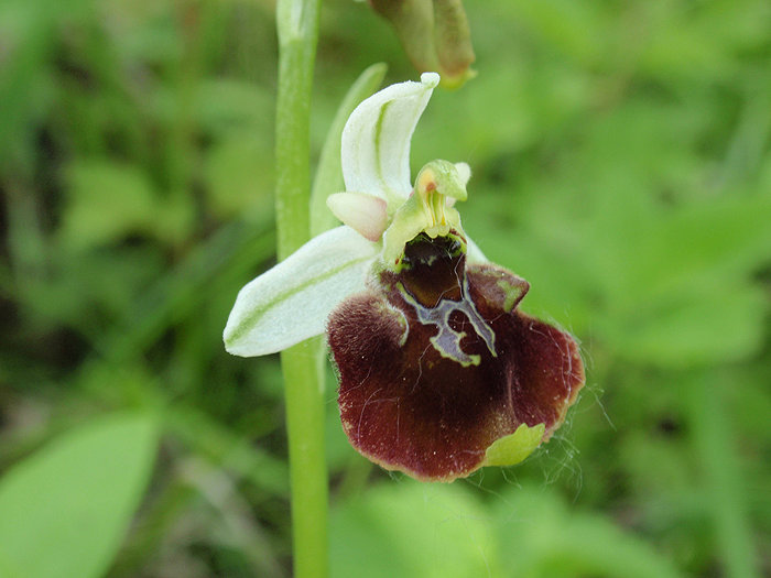 RAGWURZ (Ophrys) Ragwhummel4newwgpra