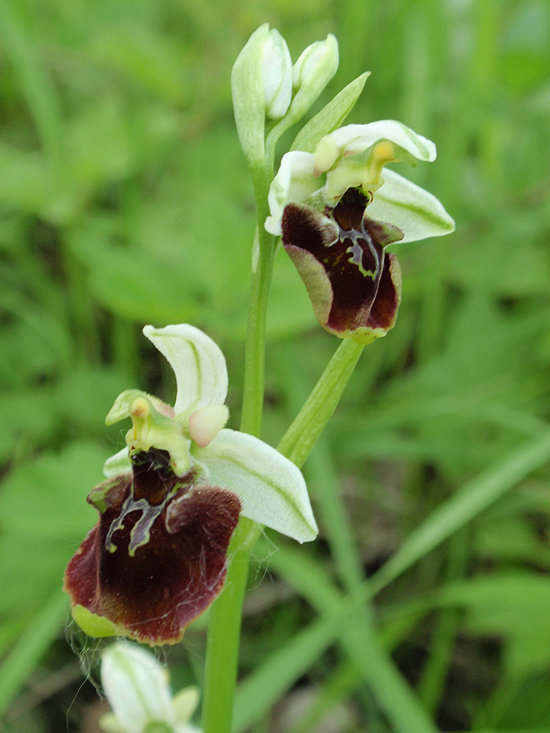RAGWURZ (Ophrys) Ragwhummel5news9psm