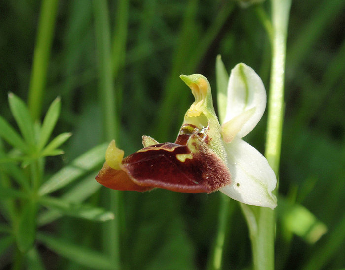 RAGWURZ (Ophrys) Ragwhummel6new8fpdj