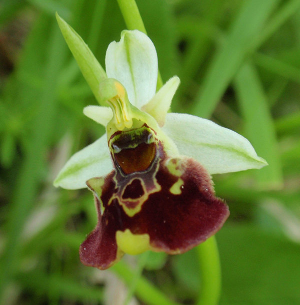 RAGWURZ (Ophrys) Ragwhummel7newc8p7z