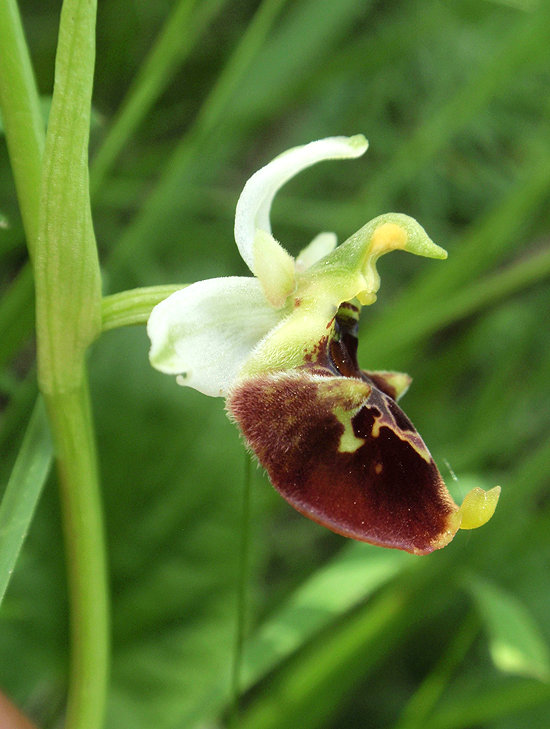 RAGWURZ (Ophrys) Ragwhummel8newlbqx0