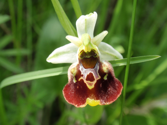 RAGWURZ (Ophrys) Ragwhummel9newuqpxx