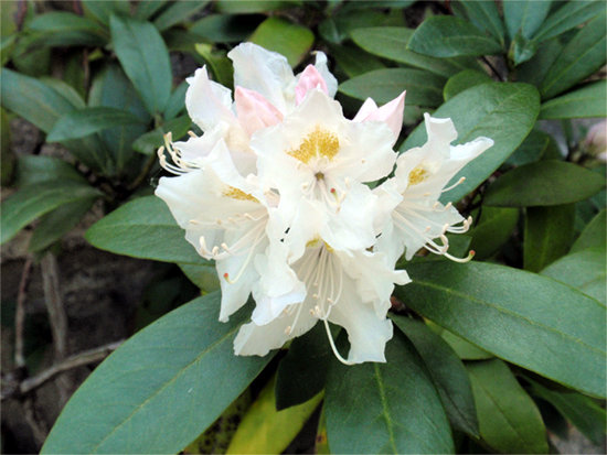 RHODODENDRON (Rhododendron) Rhododendron1newdesy0