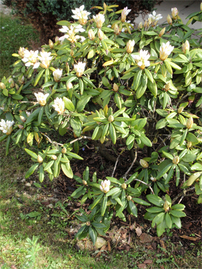 RHODODENDRON (Rhododendron) Rhododendron2newh9sau