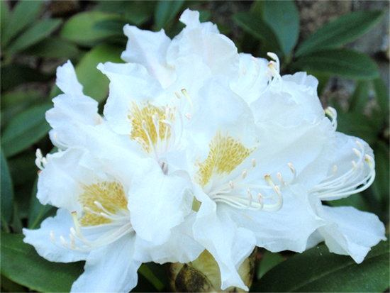 RHODODENDRON (Rhododendron) Rhododendron3newcoswc