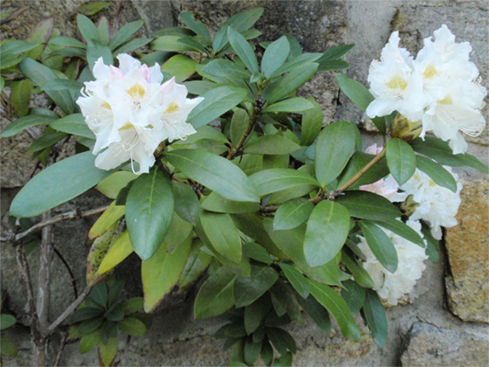 RHODODENDRON (Rhododendron) Rhododendron4new5pspz