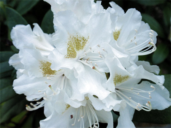 RHODODENDRON (Rhododendron) Rhododendron5new43st5
