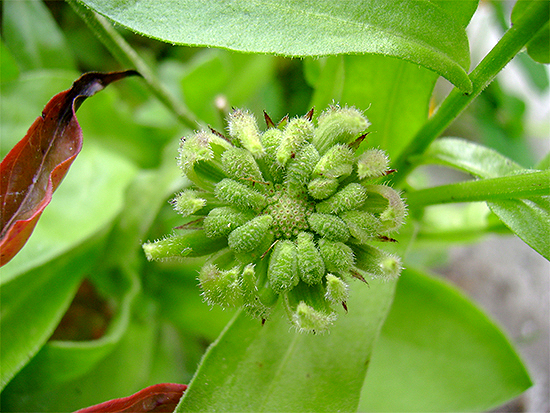 RINGELBLUME - Garten (Calendula officinalis) Ringelblume3new0ys7q