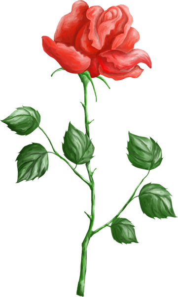 rose-png-gul-17m6kqy.png