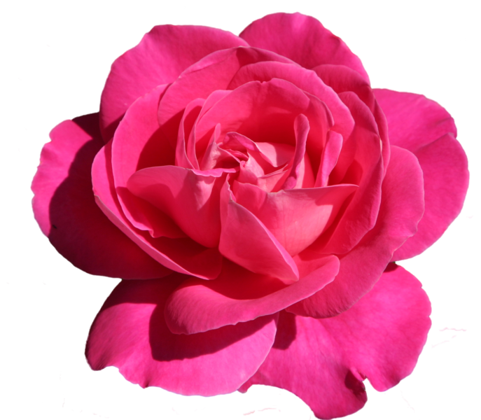 rose-png-gul-95ukw1.png