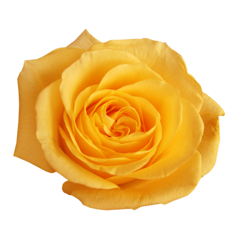 rose_png_gul_png_10_wxspq.png