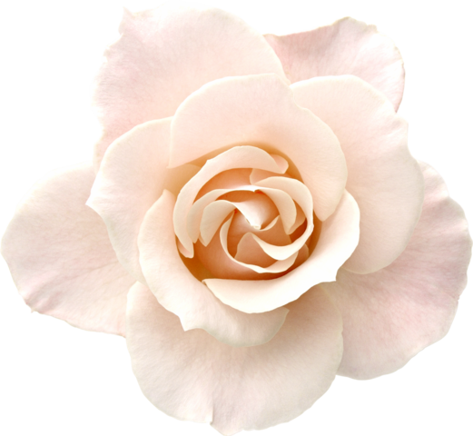 rose_png_gul_png_12_nrsrt.png
