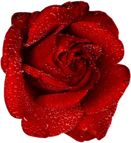 rose_png_gul_png_2_1isld.png